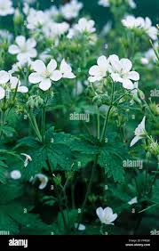 Attēlu rezultāti vaicājumam “Geranium sylvaticum leaf”
