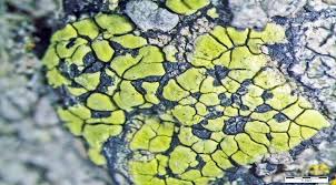 Attēlu rezultāti vaicājumam “Rhizocarpon geographicum”