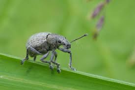 Attēlu rezultāti vaicājumam “Philopedon plagiatum”