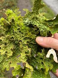 Attēlu rezultāti vaicājumam “Lobaria amplissima”