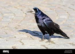 Attēlu rezultāti vaicājumam “Corvus frugilegus”