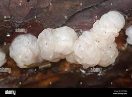 Attēlu rezultāti vaicājumam “Tremella encephala”