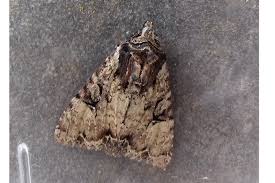 Attēlu rezultāti vaicājumam “Apamea epomidion”