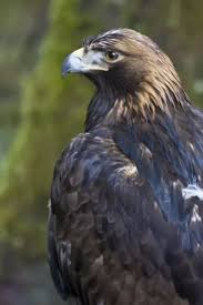 Attēlu rezultāti vaicājumam “Aquila chrysaetos adult”