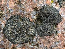 Attēlu rezultāti vaicājumam “Hypocenomyce friesii”