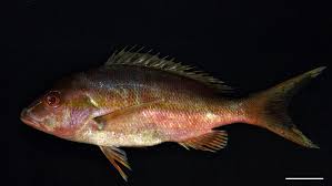 Image result for Lutjanus alexandrei