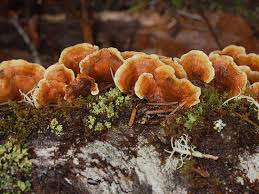 Attēlu rezultāti vaicājumam “Stereum hirsutum”