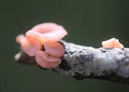 Attēlu rezultāti vaicājumam “Ombrophila violacea”