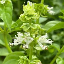 Attēlu rezultāti vaicājumam “Ocimum basilicum flower”