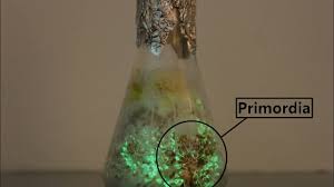 Attēlu rezultāti vaicājumam “Panellus stipticus”