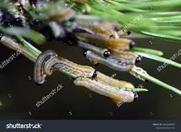 Attēlu rezultāti vaicājumam “Neodiprion sertifer”