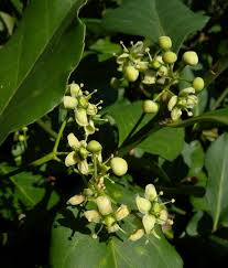 Attēlu rezultāti vaicājumam “Euonymus flower”