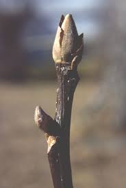 Attēlu rezultāti vaicājumam “Carya ovata leaf”
