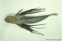 Image result for Dactylopterus volitans