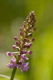 Attēlu rezultāti vaicājumam “Gymnadenia conopsea fruit”