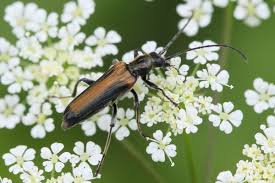 Attēlu rezultāti vaicājumam “Anogcodes melanurus”