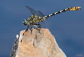 Attēlu rezultāti vaicājumam “Onychogomphus forcipatus”