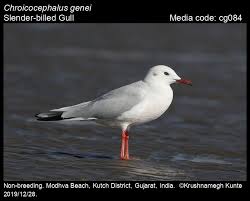 Image result for Chroicocephalus genei