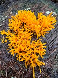 Attēlu rezultāti vaicājumam “Calocera viscosa”