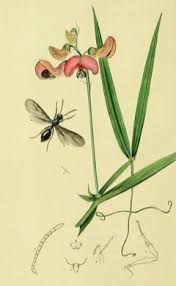 Attēlu rezultāti vaicājumam “Lathyrus sylvestris leaf”