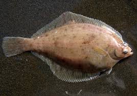 Image result for Limanda limanda