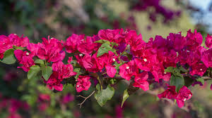 Image result for bougainvillea