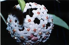 Attēlu rezultāti vaicājumam “Asclepiadaceae”