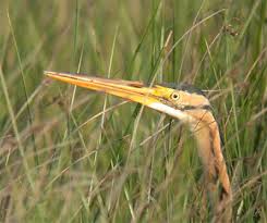 Attēlu rezultāti vaicājumam “Hippolais caligata adult”