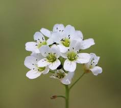 Attēlu rezultāti vaicājumam “Cardamine amara”