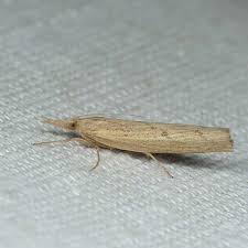 Attēlu rezultāti vaicājumam “Pediasia contaminella”