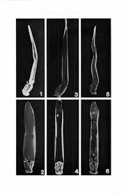 Attēlu rezultāti vaicājumam “Blepharidopterus angulatus imago”