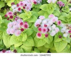 Image result for Ageratum mexicanum
