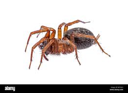 Attēlu rezultāti vaicājumam “Agelenidae”