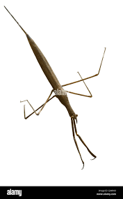 Attēlu rezultāti vaicājumam “Ranatra linearis”