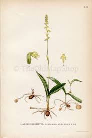 Attēlu rezultāti vaicājumam “Herminium monorchis flower”