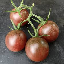 Afbeeldingsresultaat voor black cherry tomato