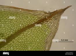 Attēlu rezultāti vaicājumam “Bryum pseudotriquetrum”