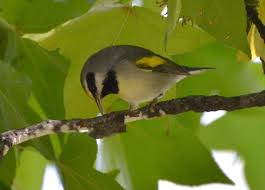 Image result for Vermivora chrysoptera