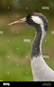 Attēlu rezultāti vaicājumam “Grus grus adult”