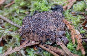 Attēlu rezultāti vaicājumam “Tubifera applanata spores”