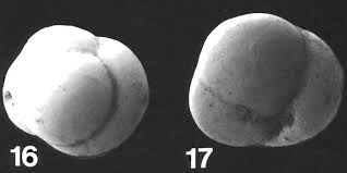 Attēlu rezultāti vaicājumam “Biatora sphaeroides”