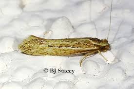 Attēlu rezultāti vaicājumam “Plutellidae”