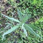 Attēlu rezultāti vaicājumam “Jacobaea paludosa leaf”