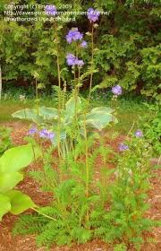 Attēlu rezultāti vaicājumam “Polemonium caeruleum bud”