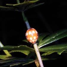 Attēlu rezultāti vaicājumam “Calvia decemguttata imago”