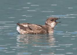 Image result for Brachyramphus perdix