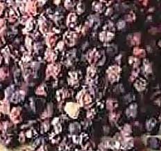 Attēlu rezultāti vaicājumam “Schisandra chinensis flower”