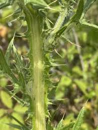 Attēlu rezultāti vaicājumam “Cirsium vulgare”