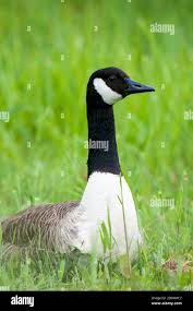 Attēlu rezultāti vaicājumam “Branta canadensis adult”