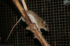 Attēlu rezultāti vaicājumam “Apodemus flavicollis”